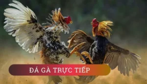 Tham Gia Đá Gà WS168 Tại BJ88 Nhanh Thắng Lớn