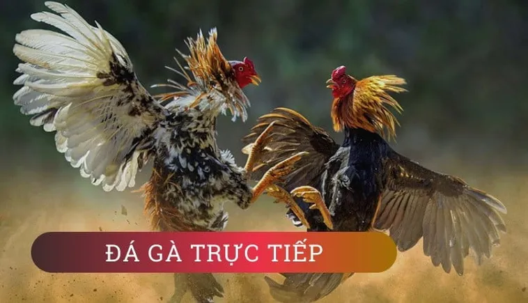 Tham Gia Đá Gà WS168 Tại BJ88 Nhanh Thắng Lớn